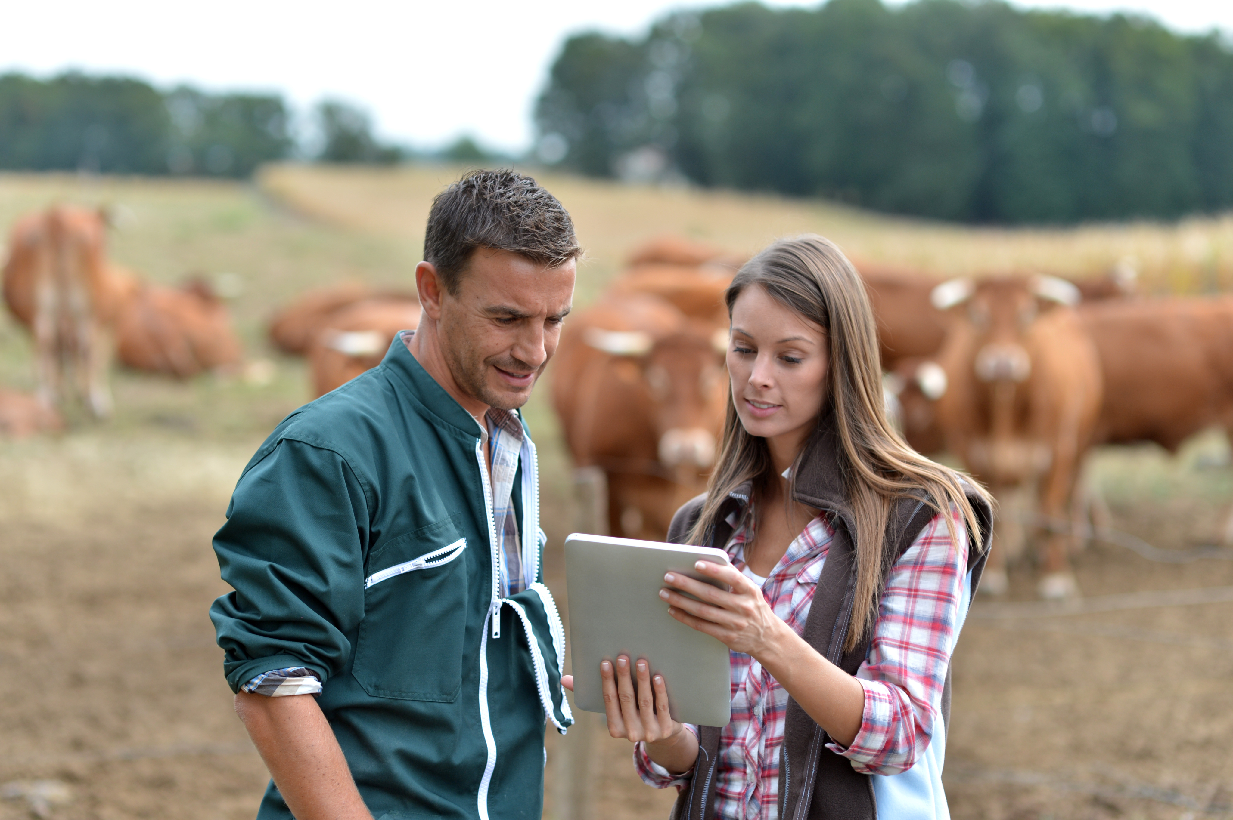 Dos personas en un campo con varias vacas al fondo, observando una tableta digital mientras colaboran en tareas agrícolas.