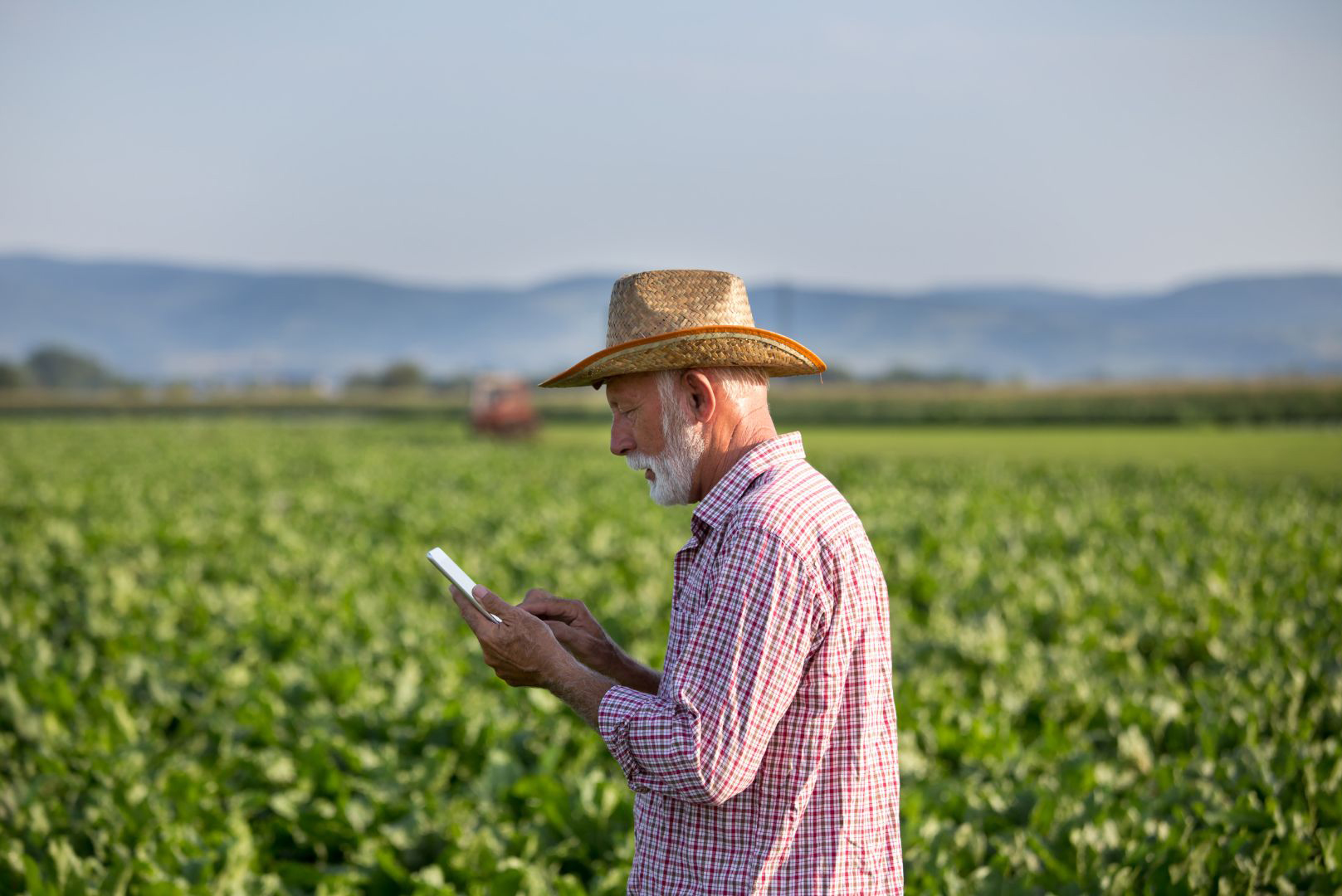 Persona con sombrero de paja usando una tableta en medio de un campo de cultivo verde, con montañas desenfocadas al fondo bajo un cielo despejado.